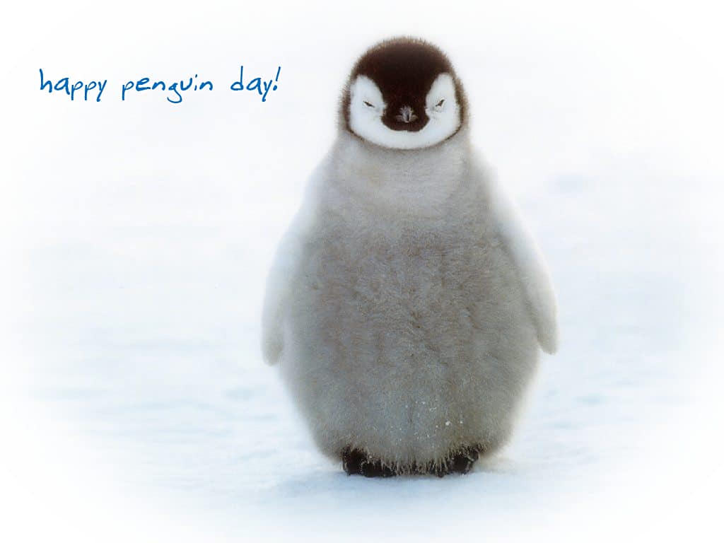 penguin day 1